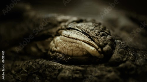 the crocodile closes and opens the eyes closeup