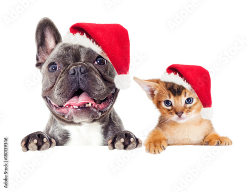 Kitten and dog in the New Year's cap