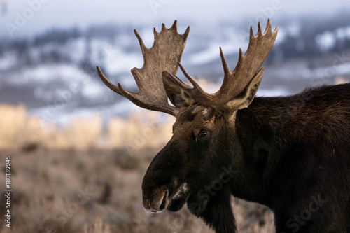 Moose Portrait