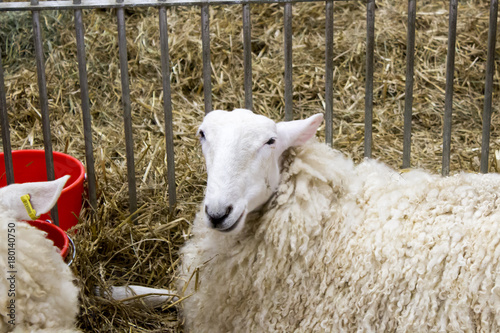 Photography Sheep giving weird look