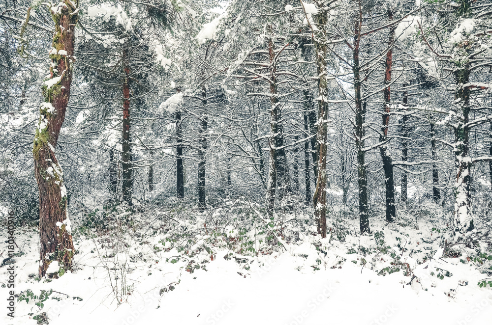 Fototapeta premium sierra salvada in snowy winter, Basque country, Spain, Europe
