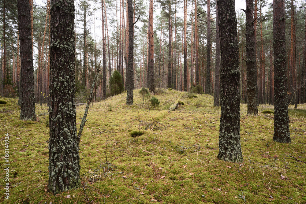 Fototapeta premium Serene nature landscape. Pine forest with green moss in late autumn