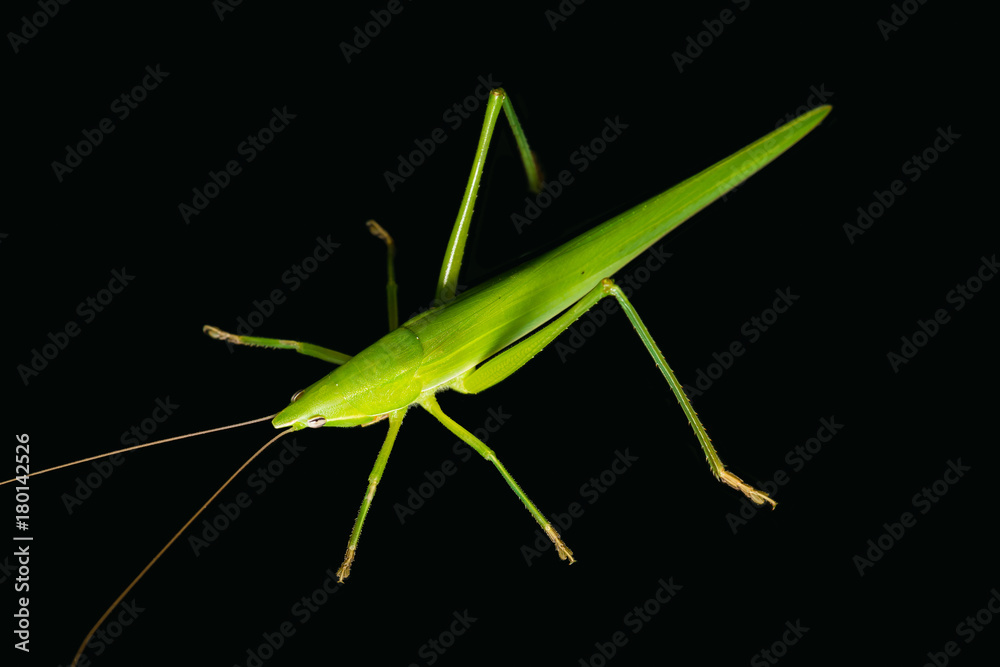 Green bush cricket isolated on black background Green bush cricket isolated on black background