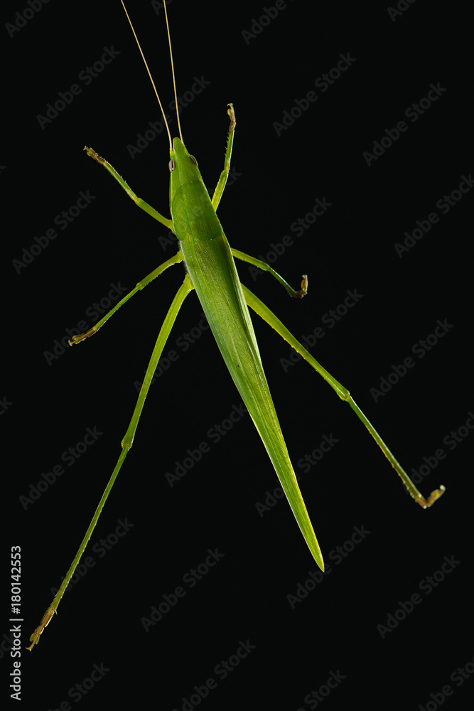 Green bush cricket isolated on black background Green bush cricket isolated on black background