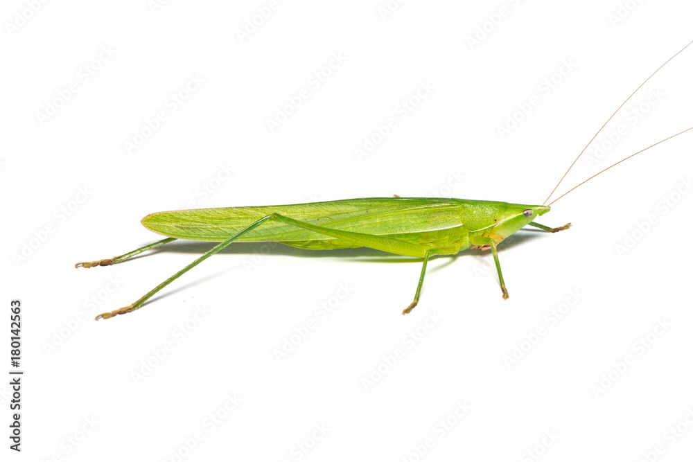 Green bush cricket isolated on white background Green bush cricket isolated on white background