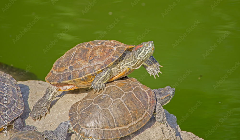 tortoises on a stone tortoises on a stone