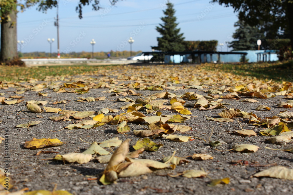 Obraz premium листья