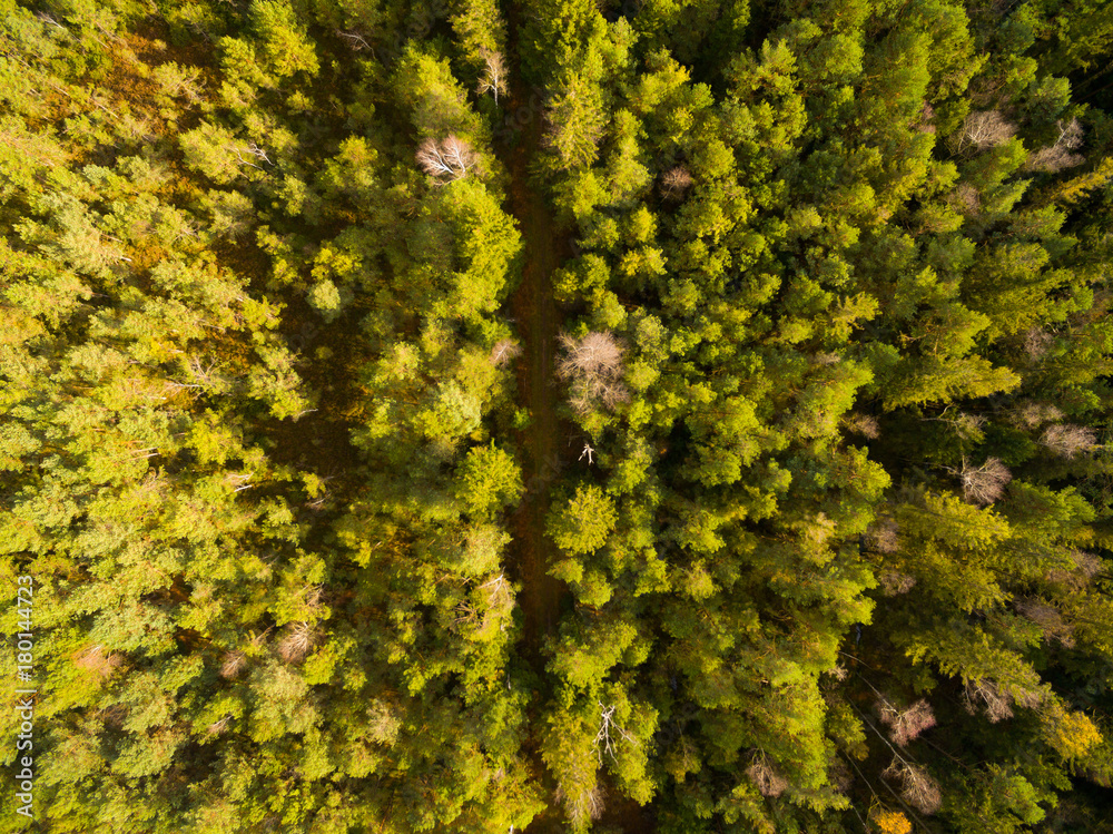 Aerial view: forest in autumn