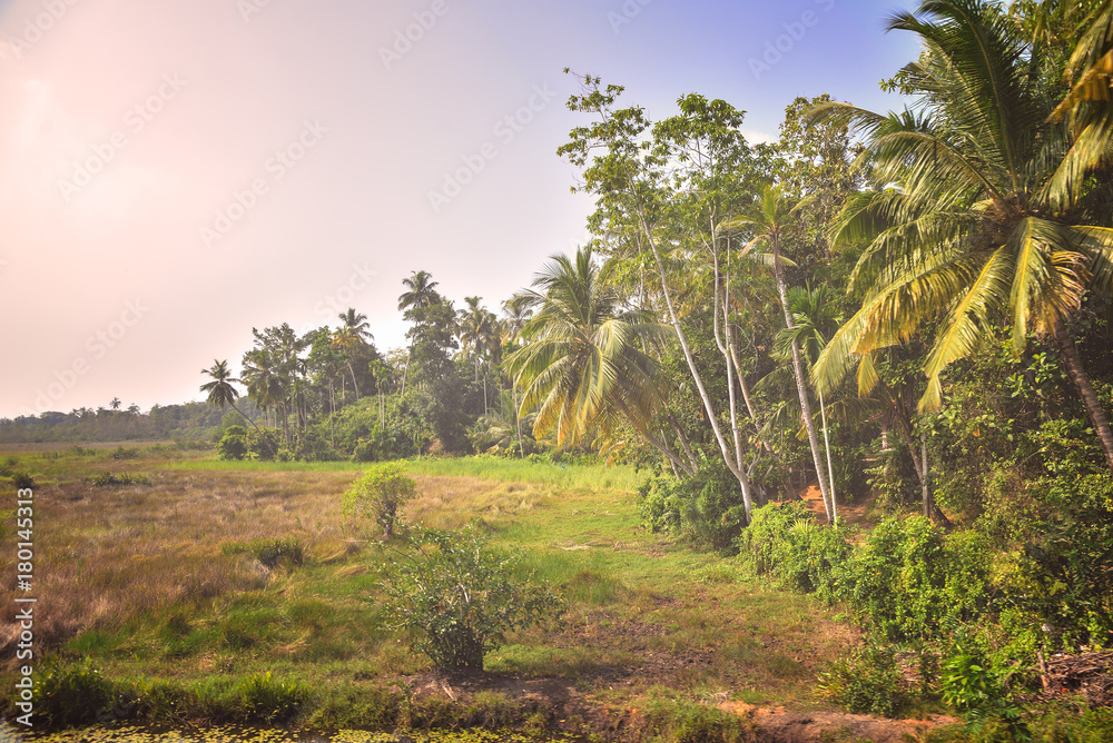 Obraz premium wild jungle 