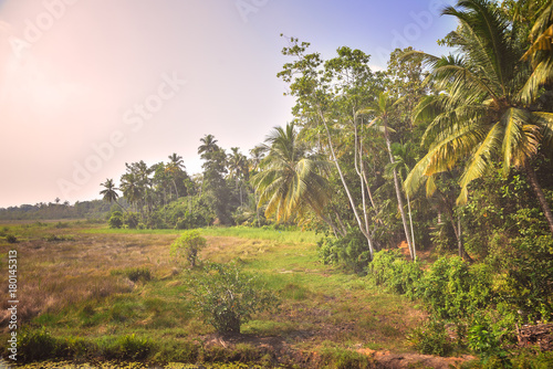 wild jungle 