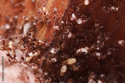 Wood ants, Formica extreme close up with high magnification, carrying their eggs to anew home, this ant is often a pest in houses, in a wooden background