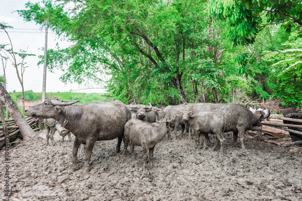 Thai buffalo dirty mud in the cage,selective focus Thai buffalo dirty mud in the cage,selective focus