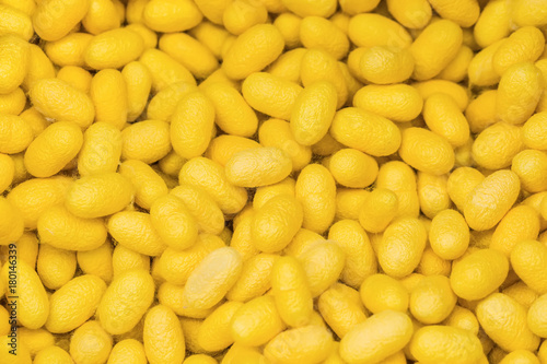 Yellow cocoons of the silkworm, closeup selective focus