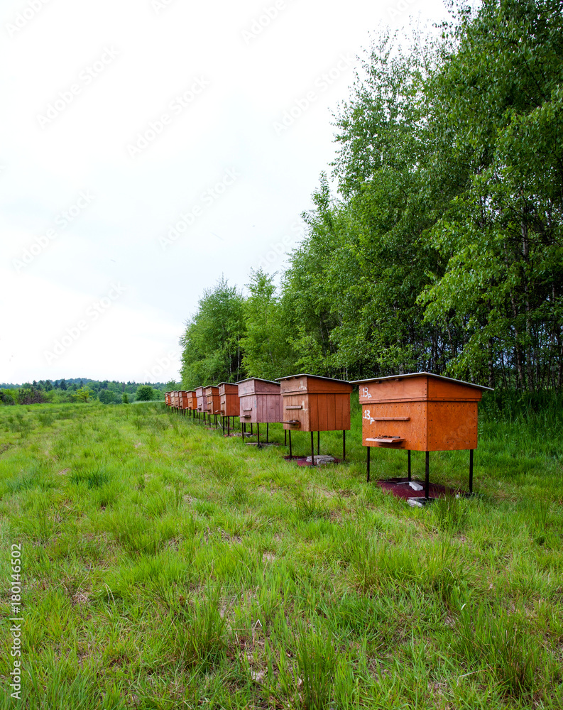 Pasieka z pszczołami modnymi na użytkach zielonych Pasieka z pszczołami modnymi na użytkach zielonych