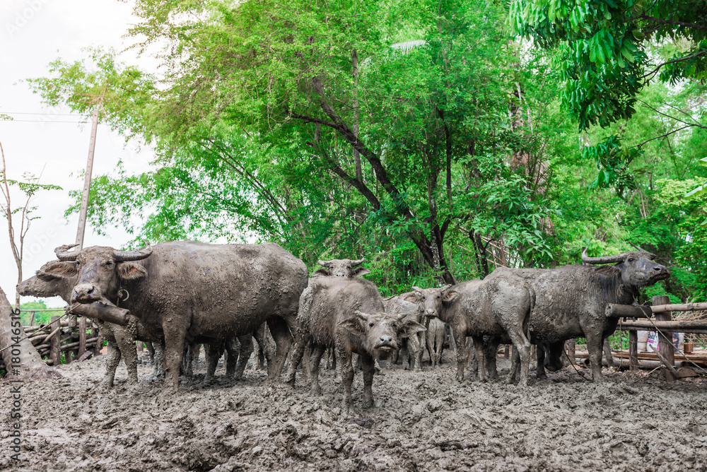 Thai buffalo dirty mud in the cage,selective focus Thai buffalo dirty mud in the cage,selective focus