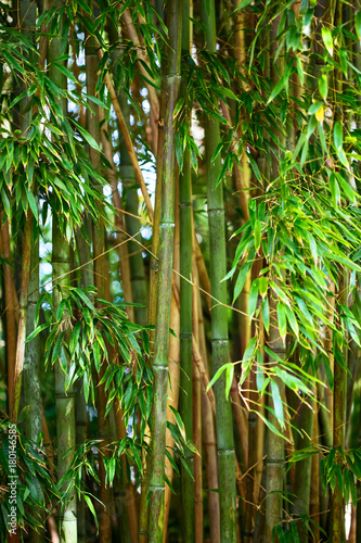 Bamboo forest