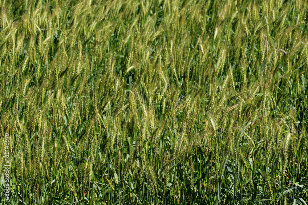 Green wheat fields, agricultural cultivation, technological advances in soil preparation. Wheat is a major ingredient in such foods as bread, biscuits, pancakes, pies, cakes, pastries, cookies, muffin Green wheat fields, agricultural cultivation, technological advances in soil preparation. Wheat is a major ingredient in such foods as bread, biscuits, pancakes, pies, cakes, pastries, cookies, muffin