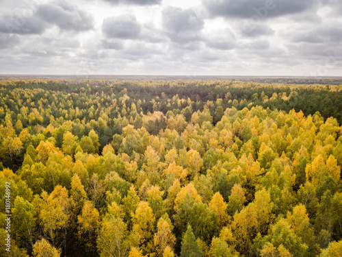 Amazing Aerial View of Orange and Green Autumn Forest, Latvia, Fall Wallpaper © toyechkina