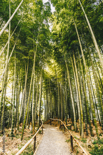 Bamboo forest Arashiyama near Kyoto, Japan