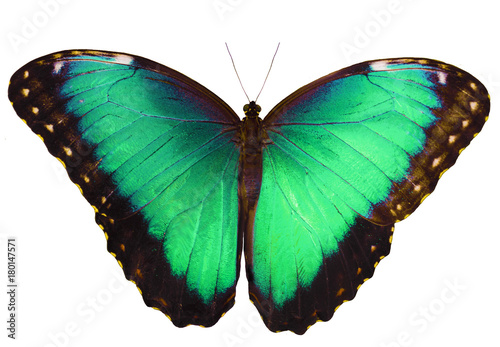 Blue to green butterfly isolated on white background with wings open. Color change of blue morpho butterfly, Morpho peleides.