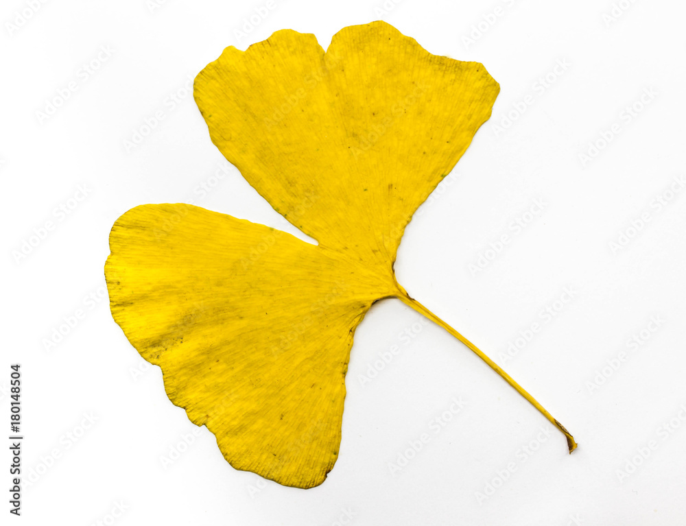 Naklejka premium Isolated ginkgo leaf on white background.