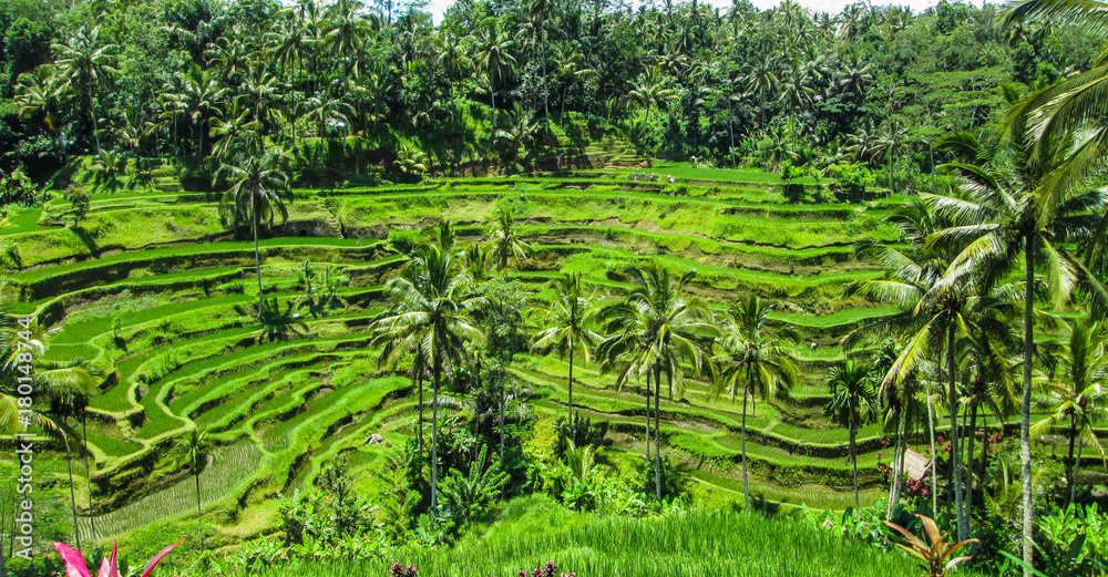 Tegalalang Rice Terraces - Bali, Indonesia Tegalalang Rice Terraces - Bali, Indonesia