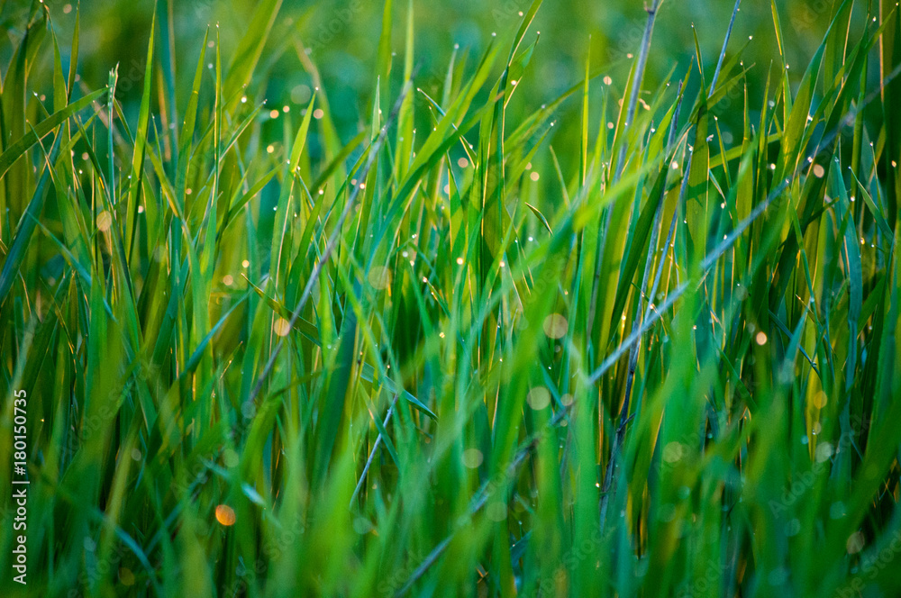 Obraz premium grass dew