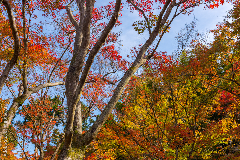 Colorful Autumn Leaf Season in Japan, Kyoto