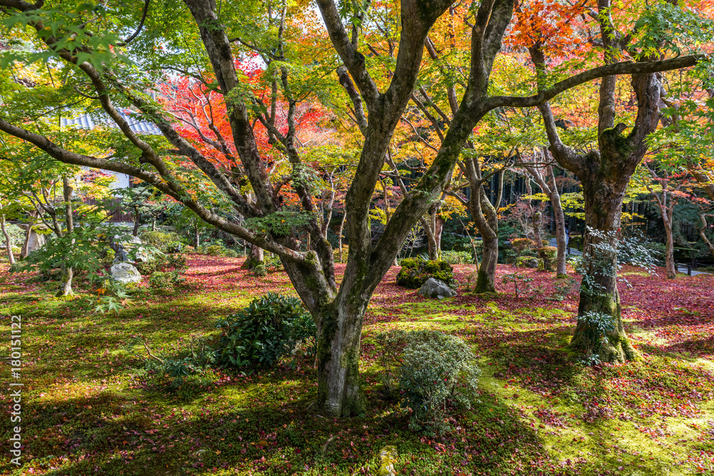 Colorful Autumn Leaf Season in Japan