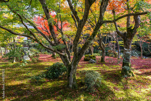 Colorful Autumn Leaf Season in Japan