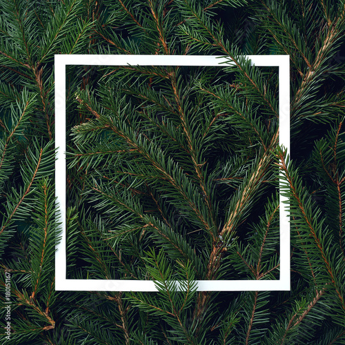 Frame of Christmas tree branches