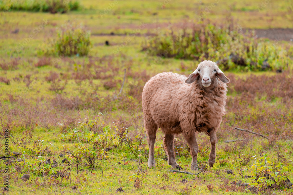 Obraz premium Brown sheep walking and seeking for grass to eat at farm.