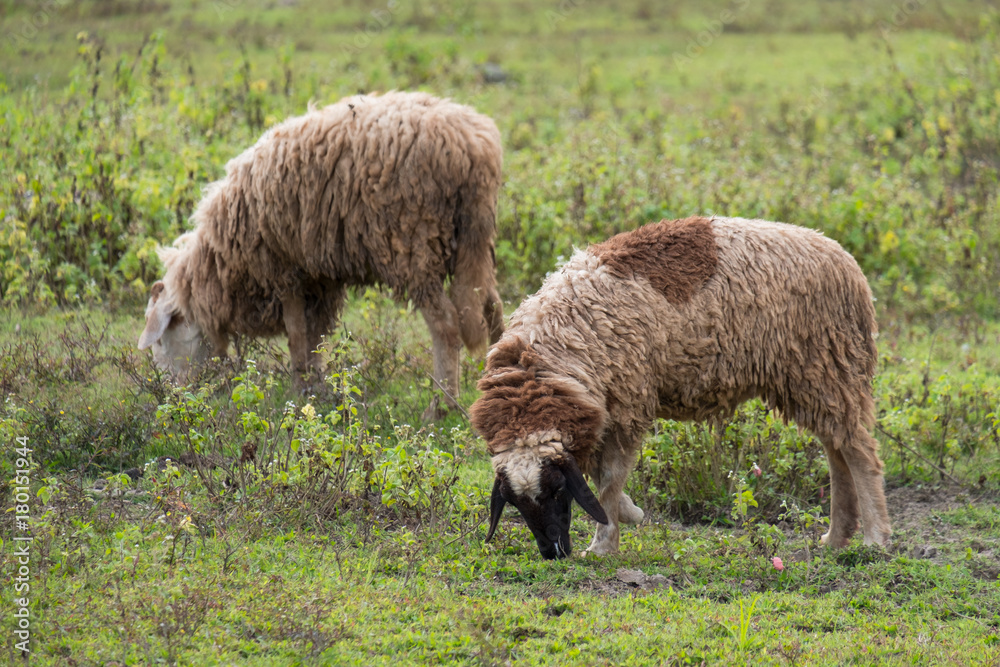 Brown sheeps walking and seeking for grass to eat at farm. Brown sheeps walking and seeking for grass to eat at farm.