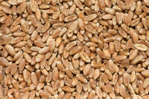 wheaten grain
