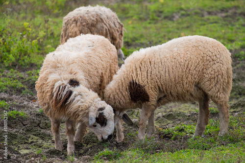 Brown sheeps walking and seeking for grass to eat at farm.