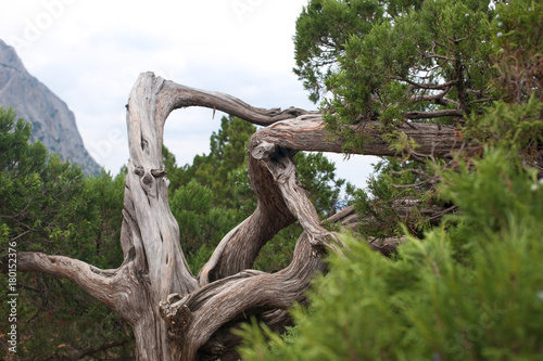 Juniper winding stem in cloudy weather. Mountains in the background