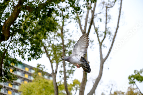 The rock dove or rock pigeon is a member of the bird family Columbidae