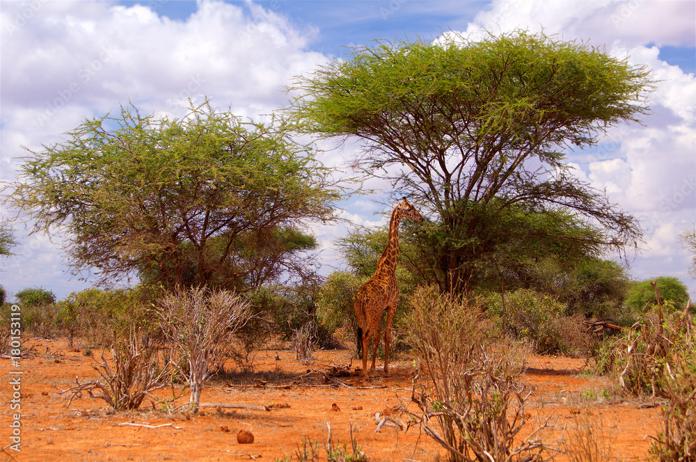 Giraffe in Africa Tsavo National Park Giraffe in Africa Tsavo National Park