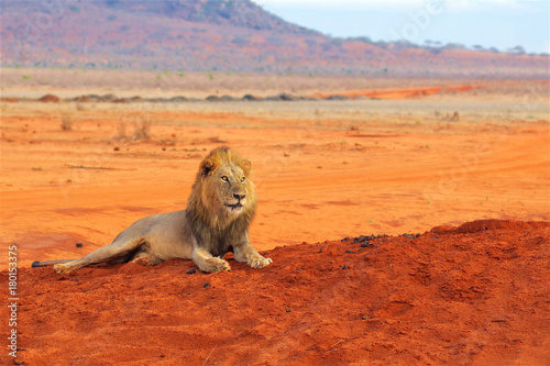 Lion lying in Tsavo National Park Africa looking right