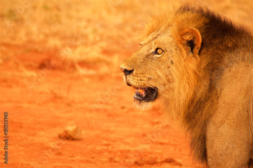 Lion head from profile Tsavo National Park Africa