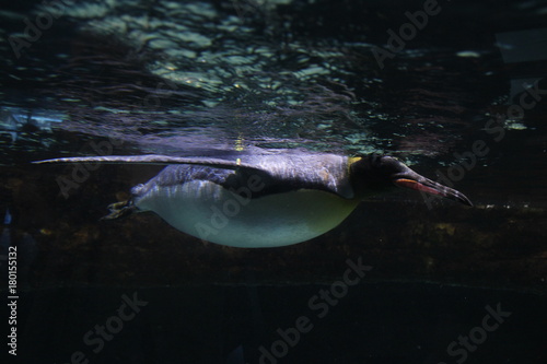 Underwater King Penguin