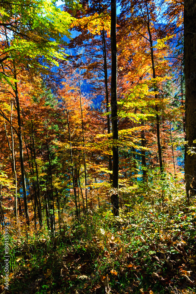 Obraz premium Autumn forest in Germany