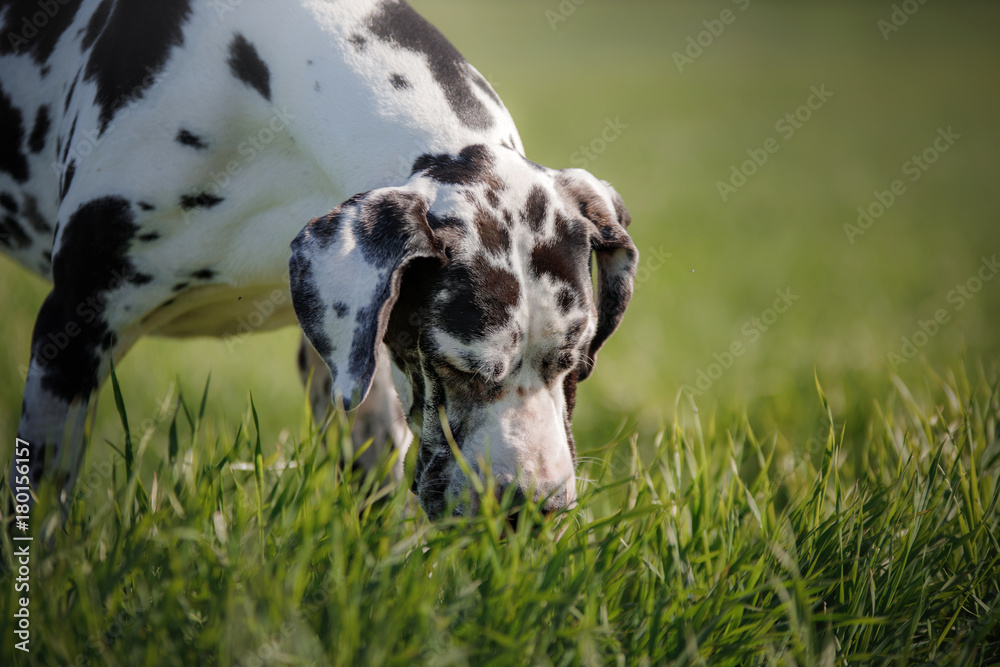 Dog Dalmatian dog in nature