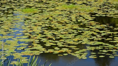 Fragment of river with yellow water lilies photo