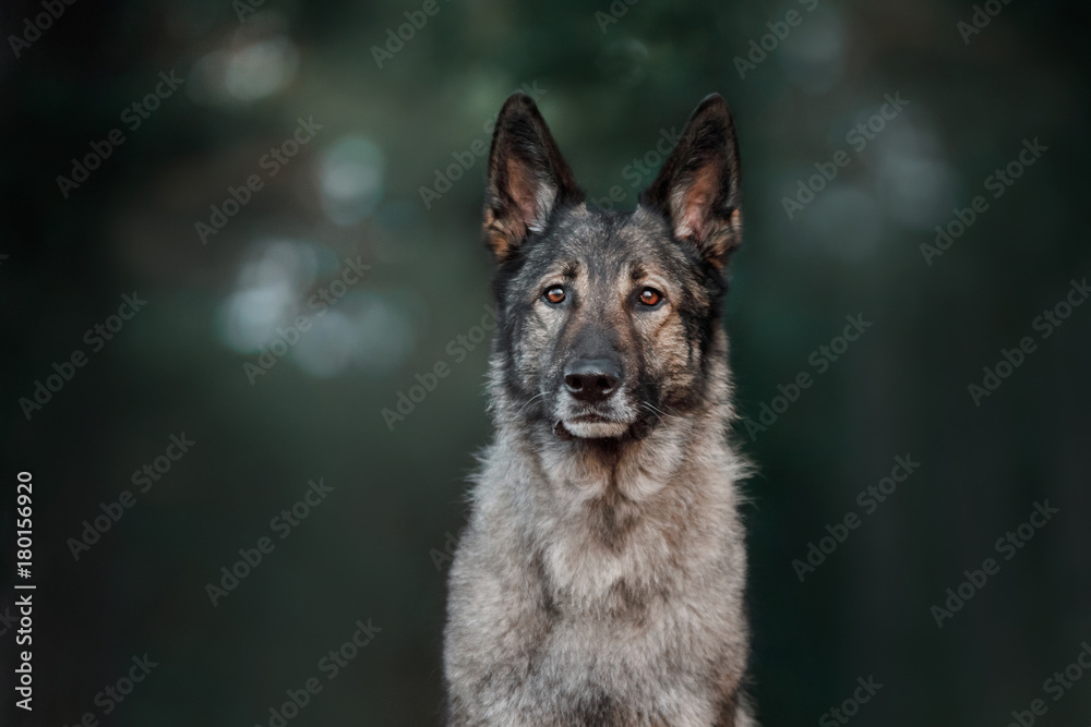 Dog Eastern European shepherd dog Dog Eastern European shepherd dog