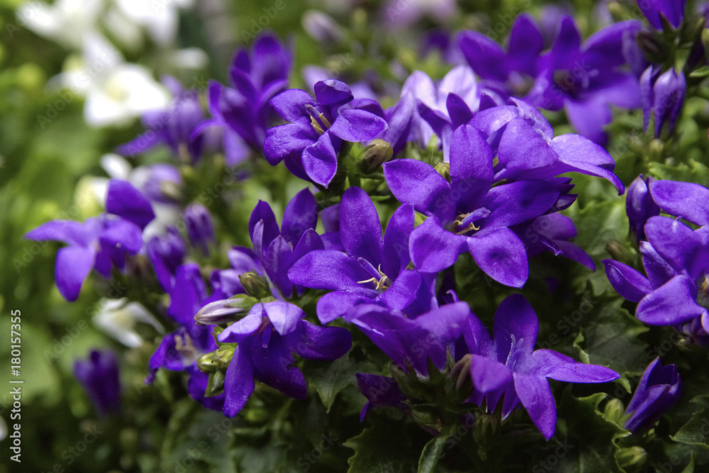 campanula viola