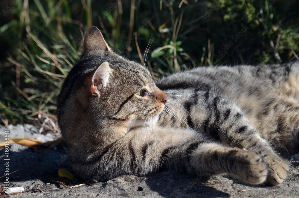relaxte Katze