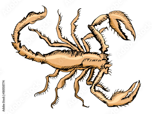 sketch of scorpion