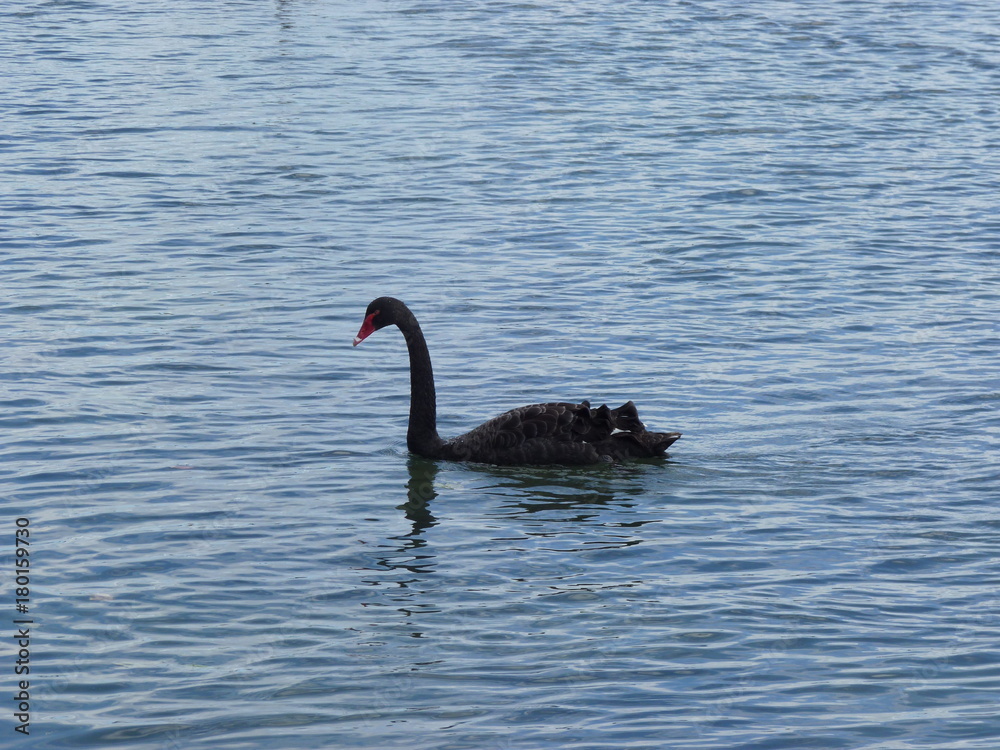 Obraz premium One black swan swimming in water Lake in Roturua, New Zealand