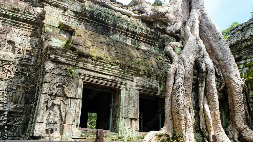 Ta Prohm temple covered by root of banyan tree , Siem Reap, Cambodia Ta Prohm temple covered by root of banyan tree , Siem Reap, Cambodia